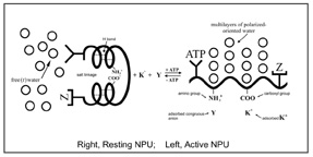 ATP diagram